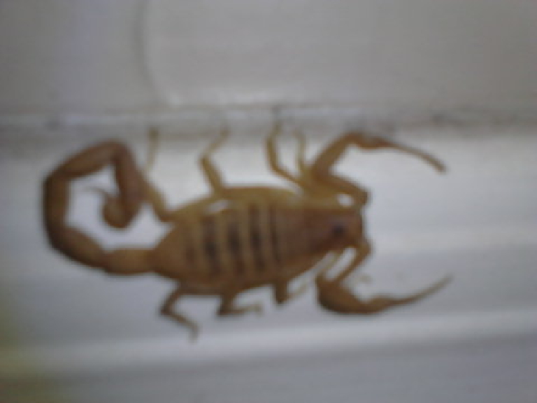 SCORPIAN CAMERA 10 211016 957